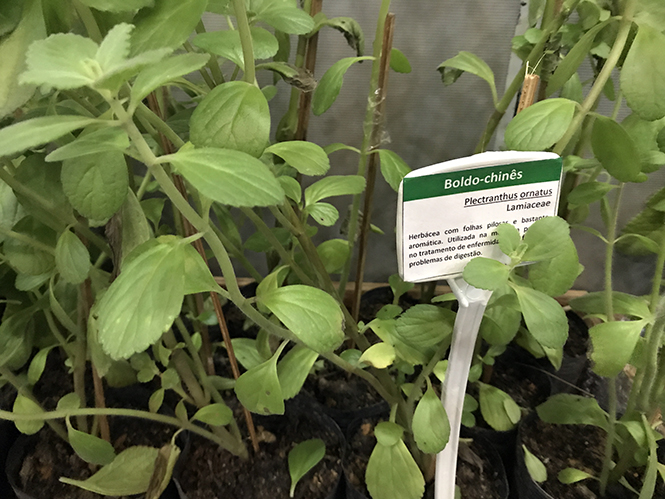 Plectranthus ornatus - Canto das Flores 4