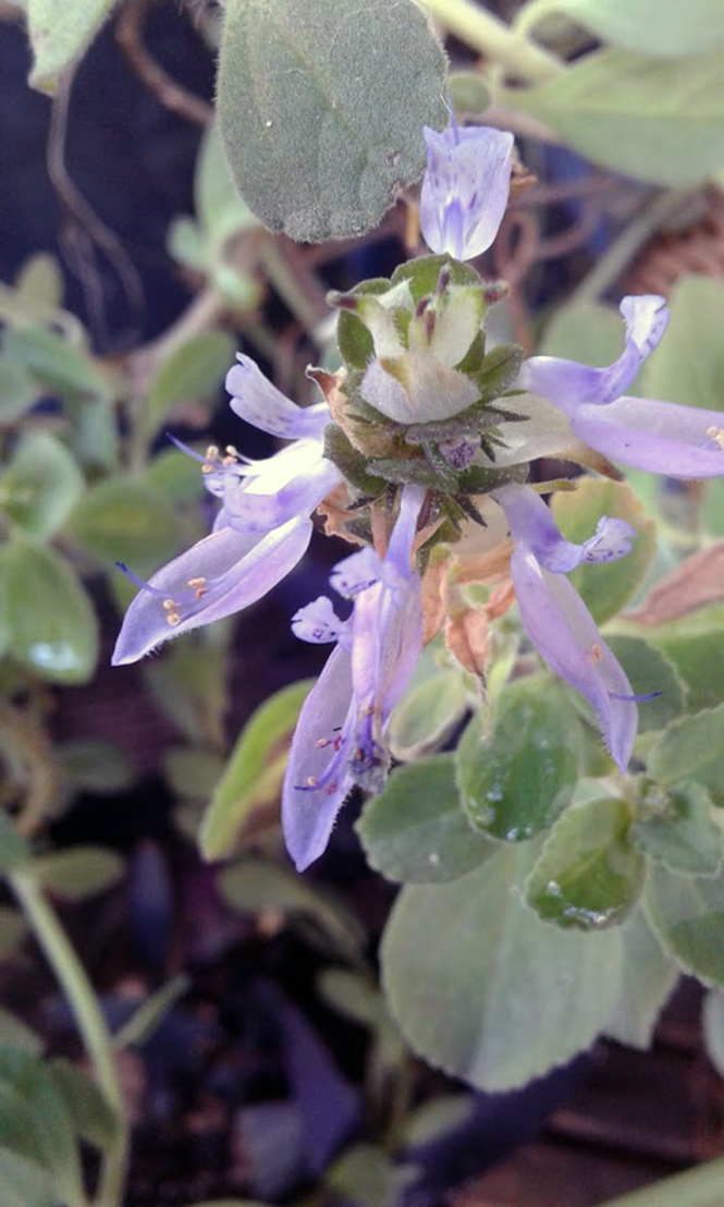 Plectranthus ornatus - Canto das Flores 5