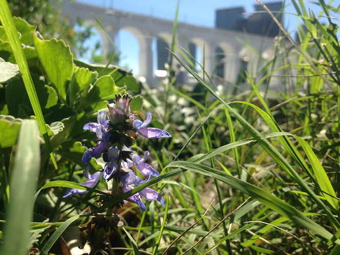 Plectranthus ornatus - Canto das Flores 7