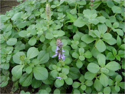 Plectranthus ornatus - Horto didático de plantas medicinais do HU-CCS