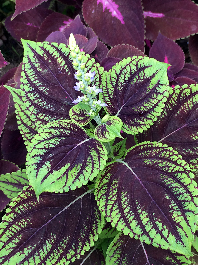 Plectranthus scutellarioides (L.) R.Br. — Herbário