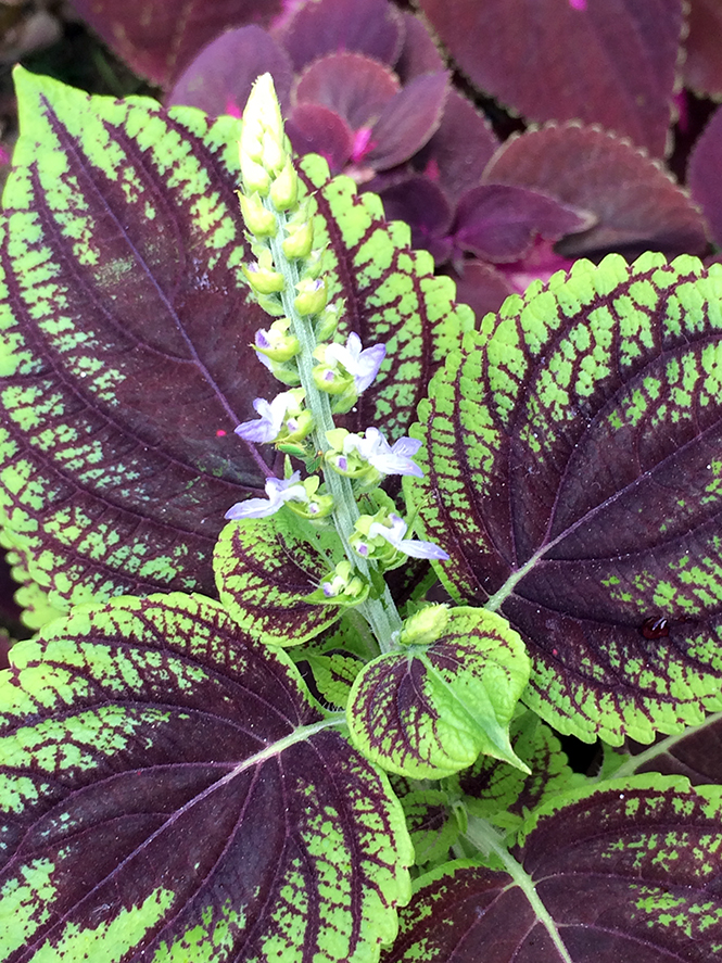 Plectranthus scutellarioides (L.) R.Br. — Herbário