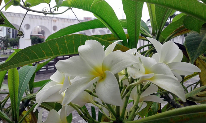 Plumeria rubra L. — Herbário