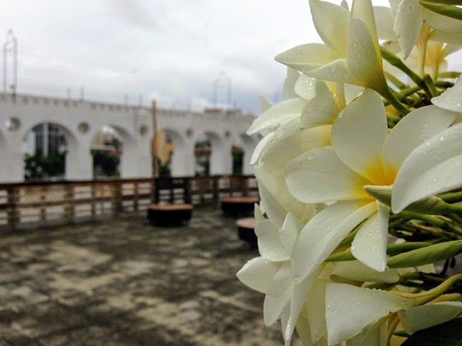 Plumeria rubra L. — Herbário