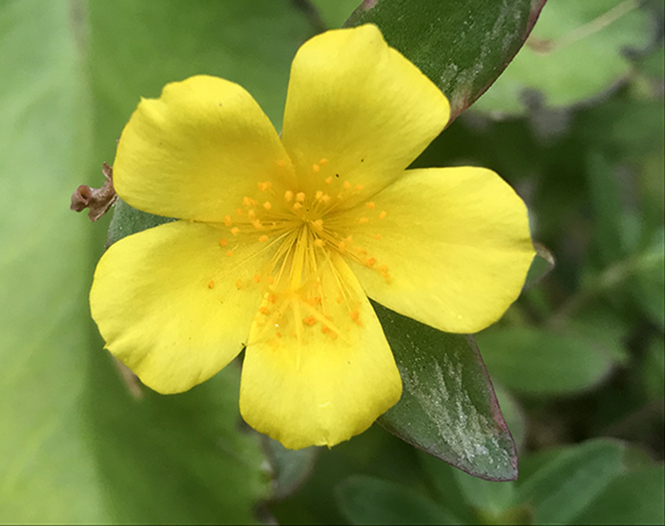 Portulaca umbraticola - Canto das Flores 2