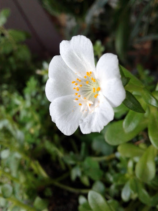 Portulaca umbraticola - Canto das Flores 3