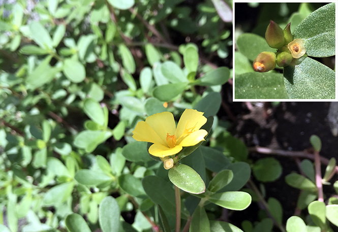 Portulaca umbraticola - Canto das Flores 4