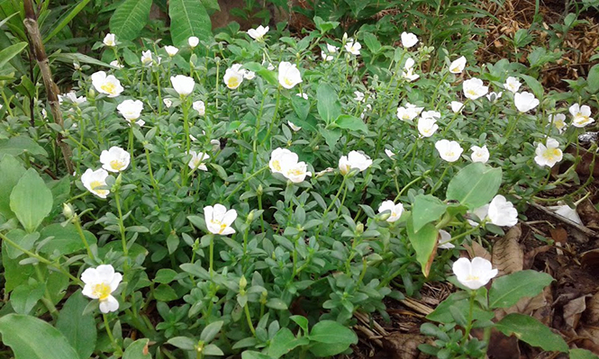 Portulaca umbraticola Kunth. — Herbário