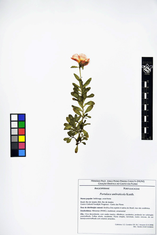 Portulaca umbraticola - Exsicata