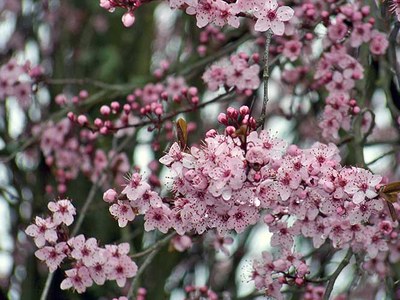 Prunus serrulata - Cassiopé 2010