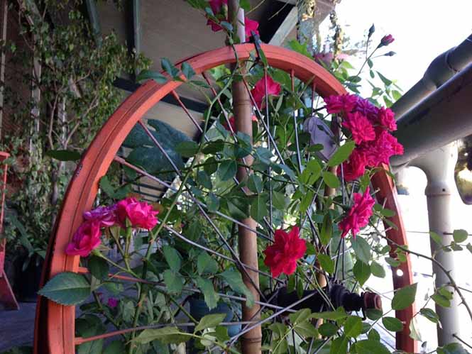 Rosa chinensis Jacq. — Herbário