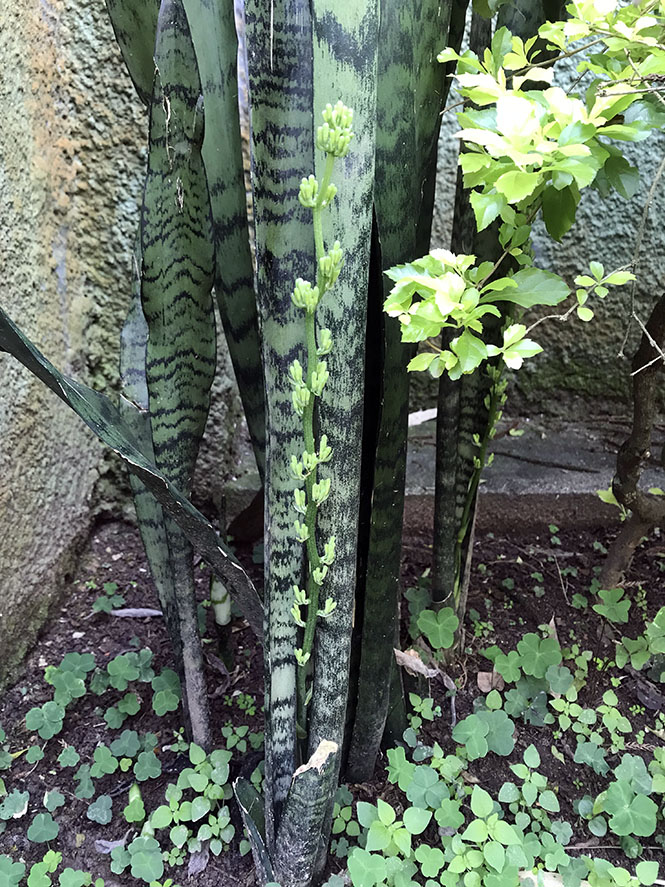 Sansevieria trifasciata Prain — Herbário