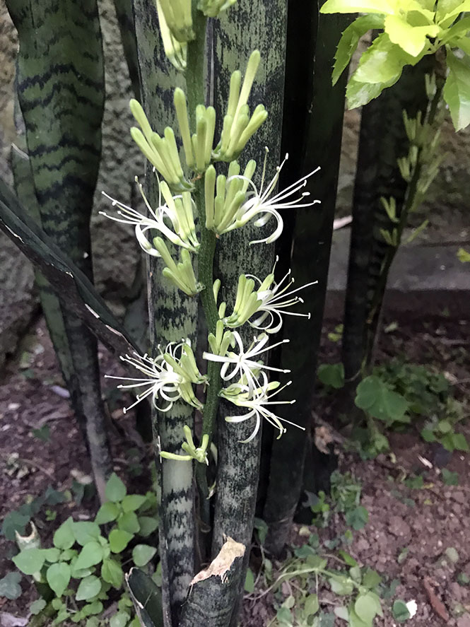 Sansevieria trifasciata Prain — Herbário