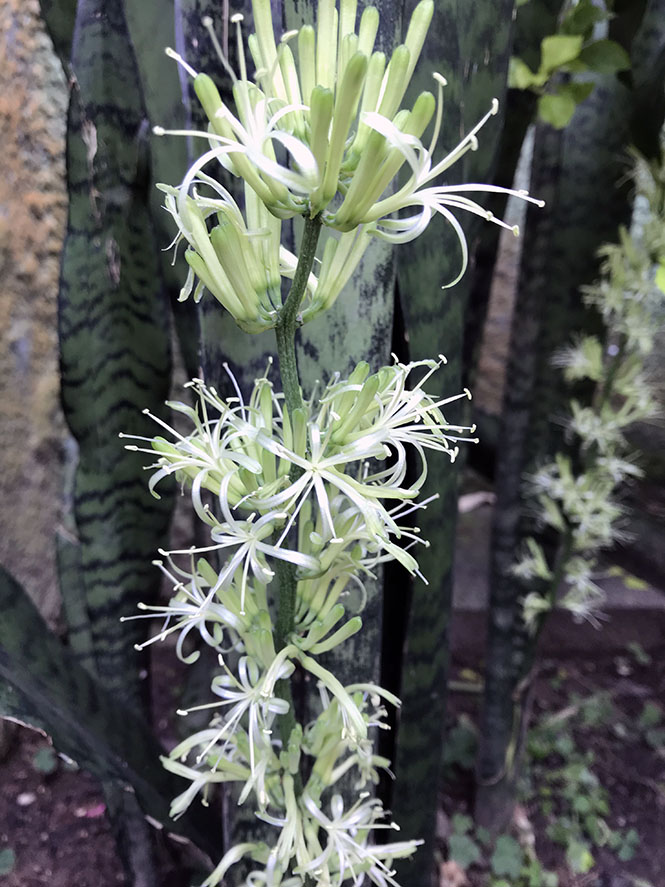 Sansevieria trifasciata - Canto das Flores 5