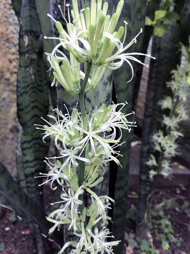 Sansevieria trifasciata Prain — Herbário