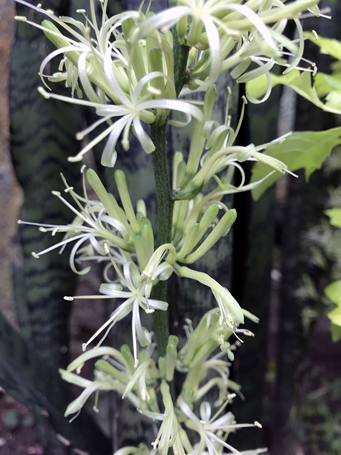Sansevieria trifasciata - Canto das Flores 6