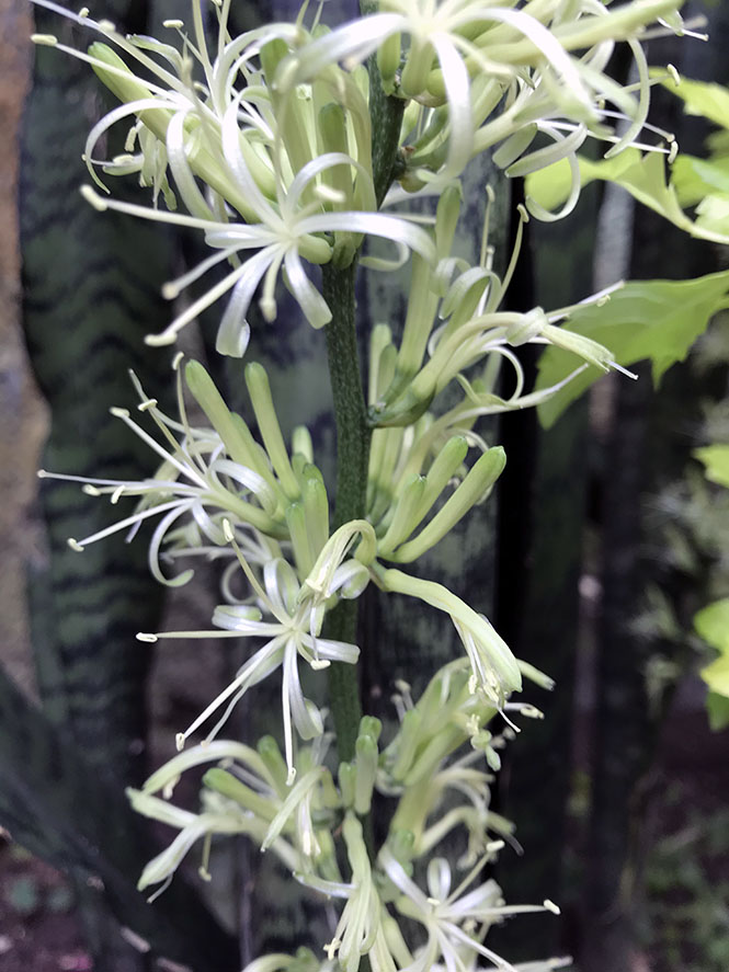 Sansevieria trifasciata Prain — Herbário