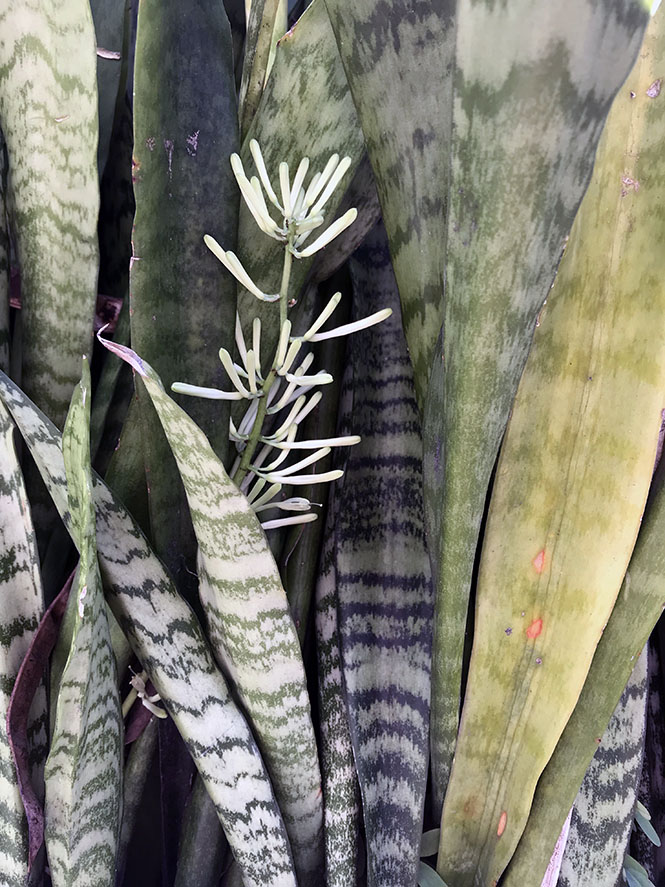 Sansevieria trifasciata - Canto das Flores 8