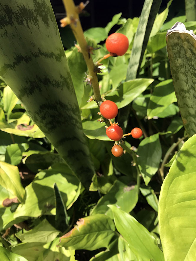 Sansevieria trifasciata Prain — Herbário