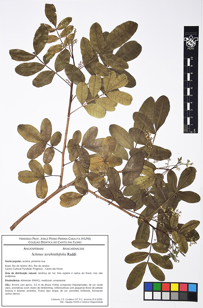 Schinus terebinthifolia - Exsicata corrigida