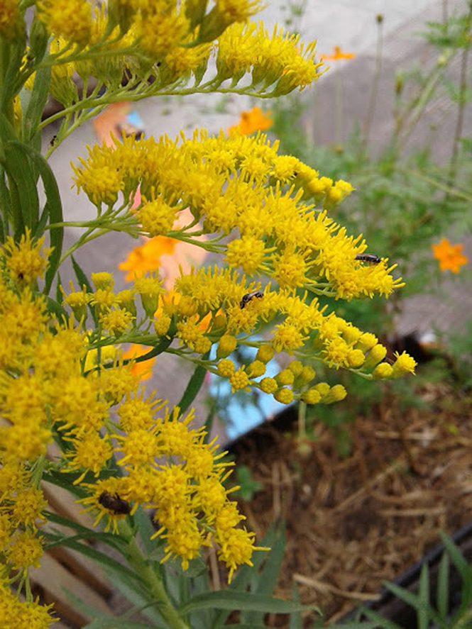 Solidago chilensis - Canto das Flores 5