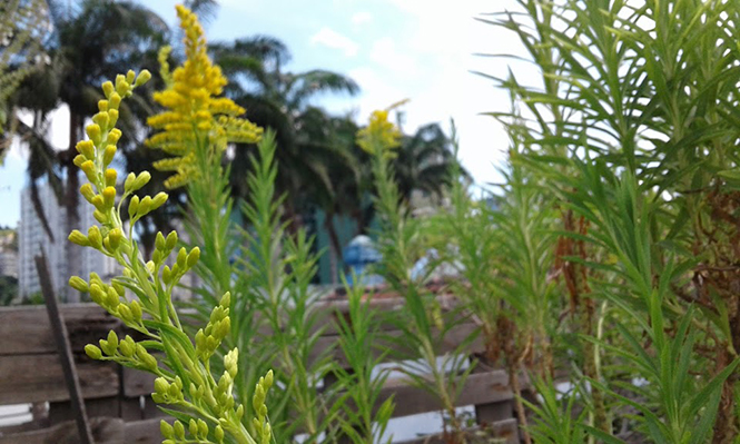 Solidago chilensis - Canto das Flores 7