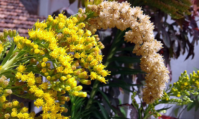 Solidago chilensis - Canto das Flores 9