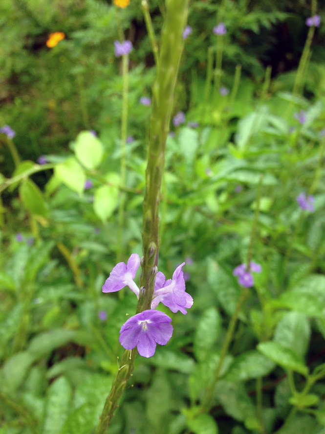 Stachytarpheta cayennensis - Canto das Flores 1