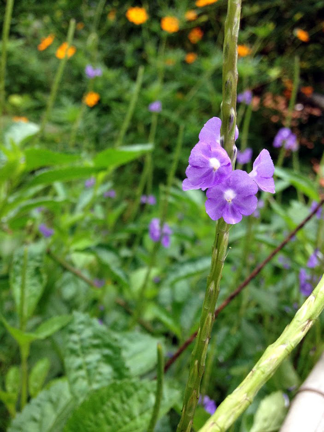 Stachytarpheta cayennensis - Canto das Flores 2