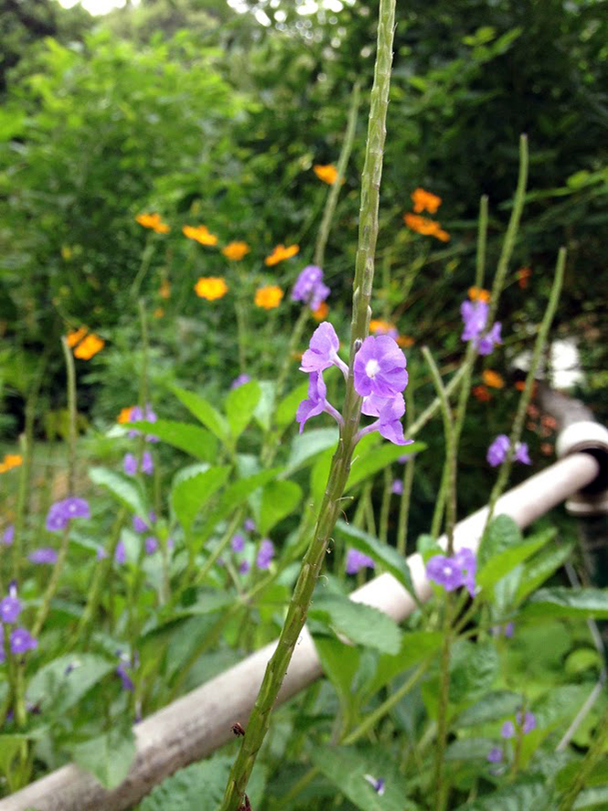 Stachytarpheta cayennensis - Canto das Flores 3