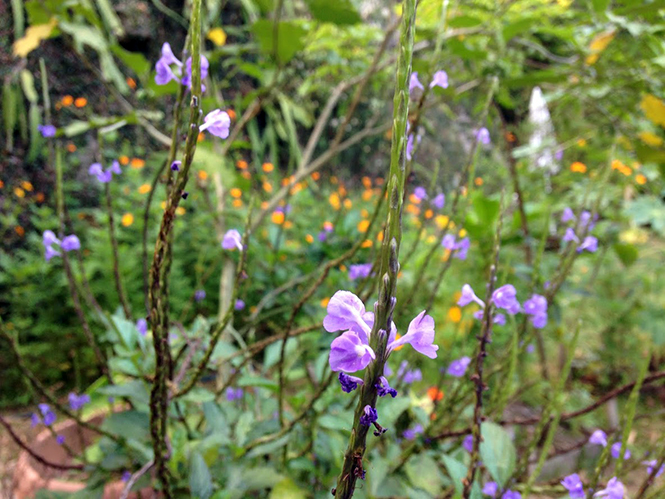 Stachytarpheta cayennensis - Canto das Flores 4