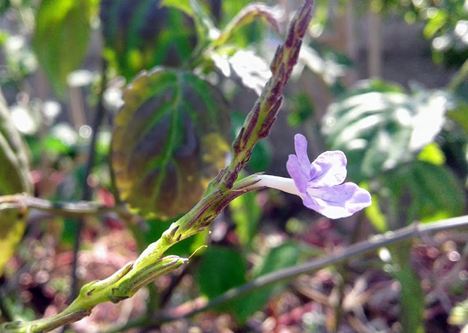 Stachytarpheta cayennensis - Canto das Flores 6