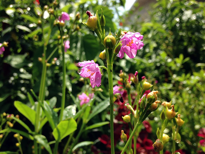 Talinum fruticosum - Canto das Flores 10