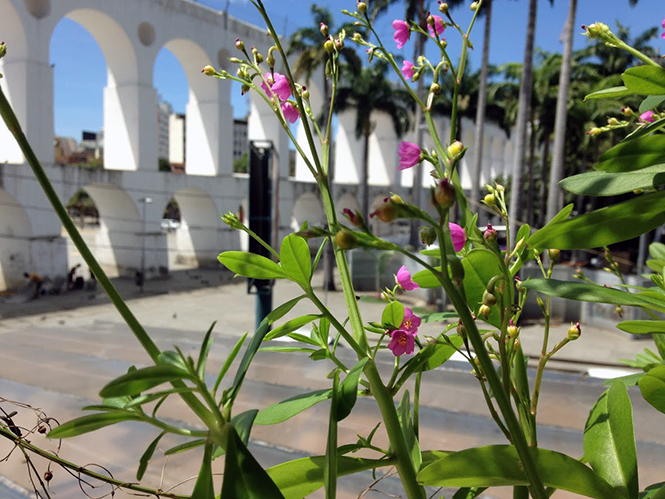 Talinum fruticosum - Canto das Flores 2