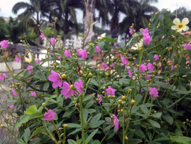 Talinum fruticosum - Canto das Flores 3