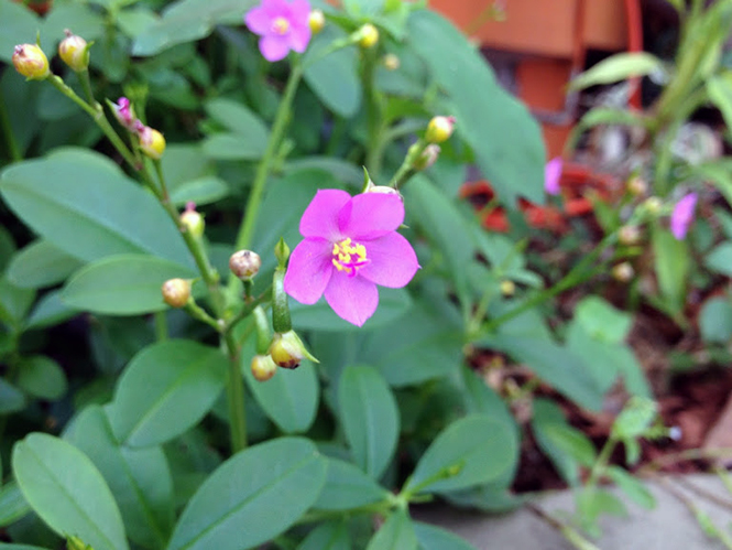 Talinum fruticosum - Canto das Flores 4