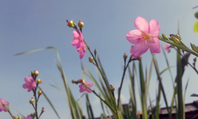 Talinum fruticosum - Canto das Flores 5