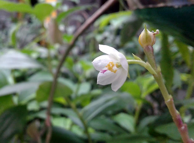 Talinum fruticosum - Canto das Flores 9