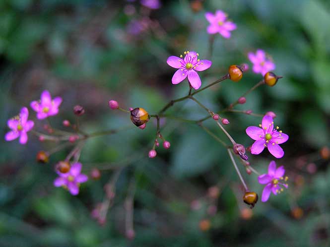 Talinum paniculatum - 阿橋 HQ