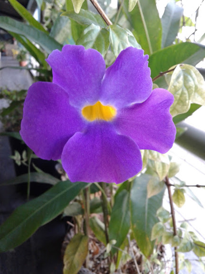 Thunbergia erecta - canto das Flores 2