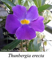 Thunbergia erecta - prancha