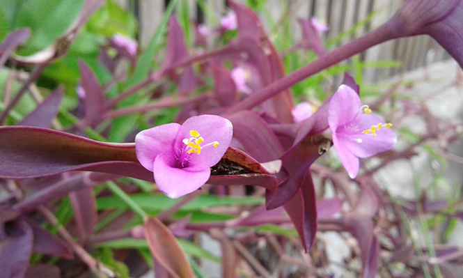 Tradescantia pallida - Canto das Flores 2