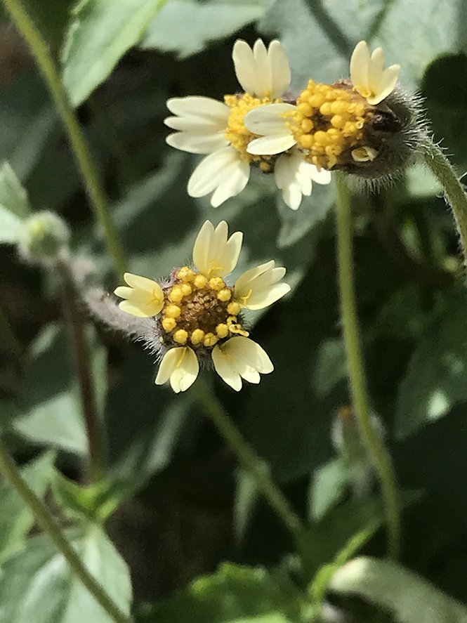 Tridax procumbens - Canto das Flores 11