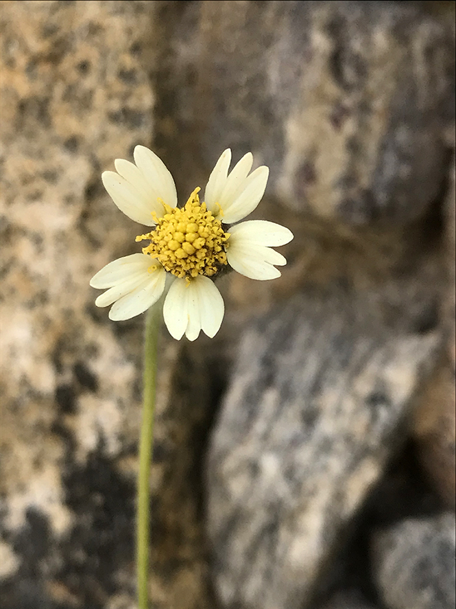 Tridax procumbens - Canto das Flores 12