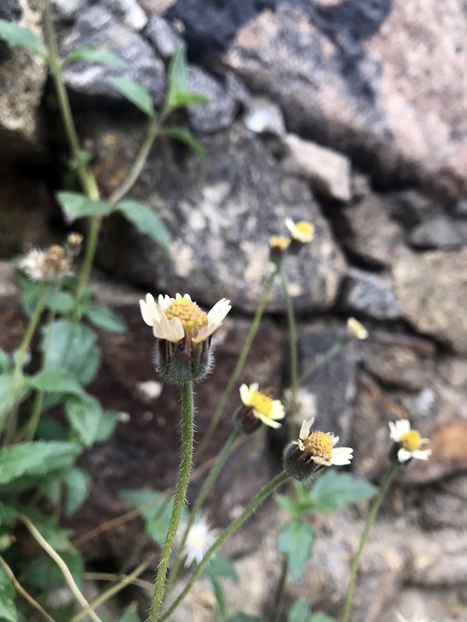 Tridax procumbens - Canto das Flores 4