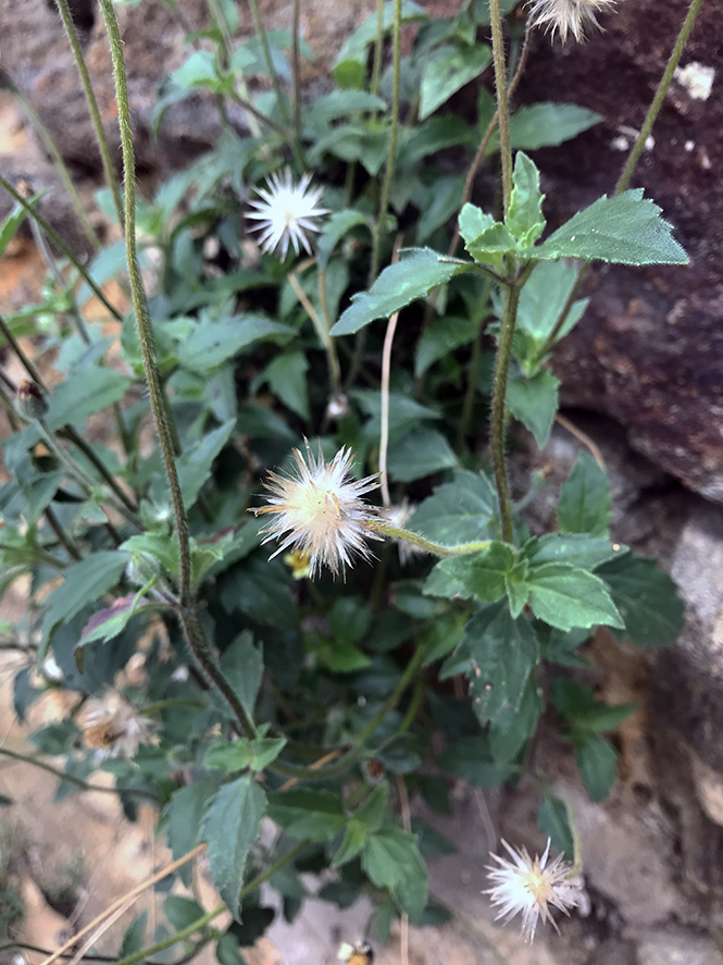 Tridax procumbens - Canto das Flores 5