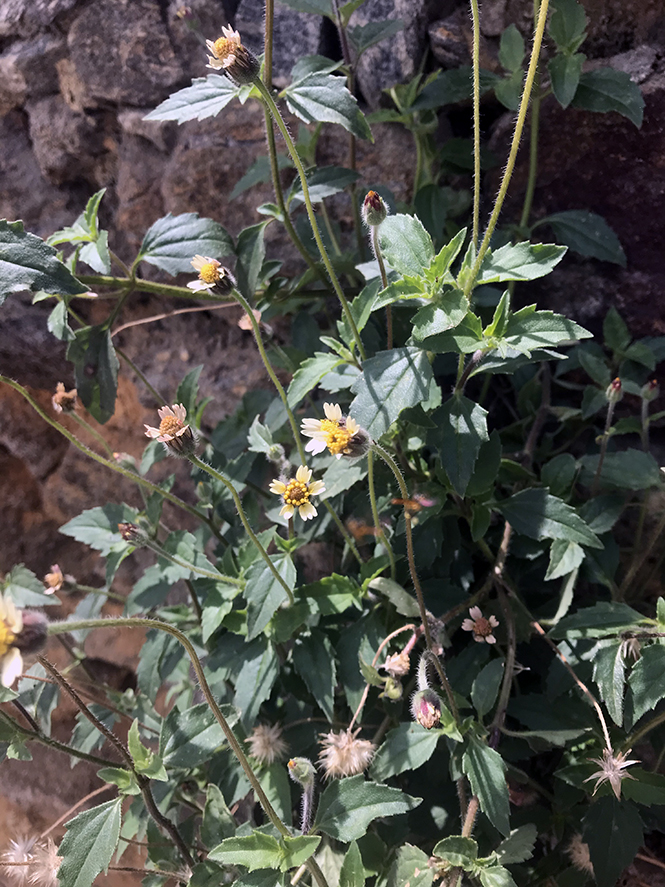 Tridax procumbens - Canto das Flores 9*