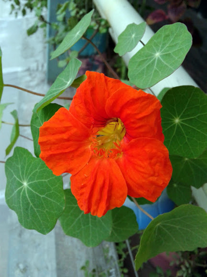 Tropaeolum majus - Canto das Flores 1