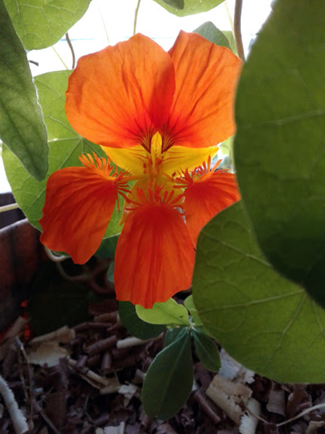 Tropaeolum majus - Canto das Flores 2