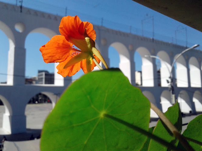 Tropaeolum majus - Canto das Flores 4